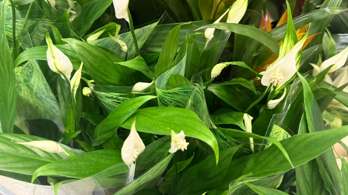 Спатифиллуму в апреле – первым делом: 3 капли в воду – и "белоснежные паруса" полезут без остановки круглый год