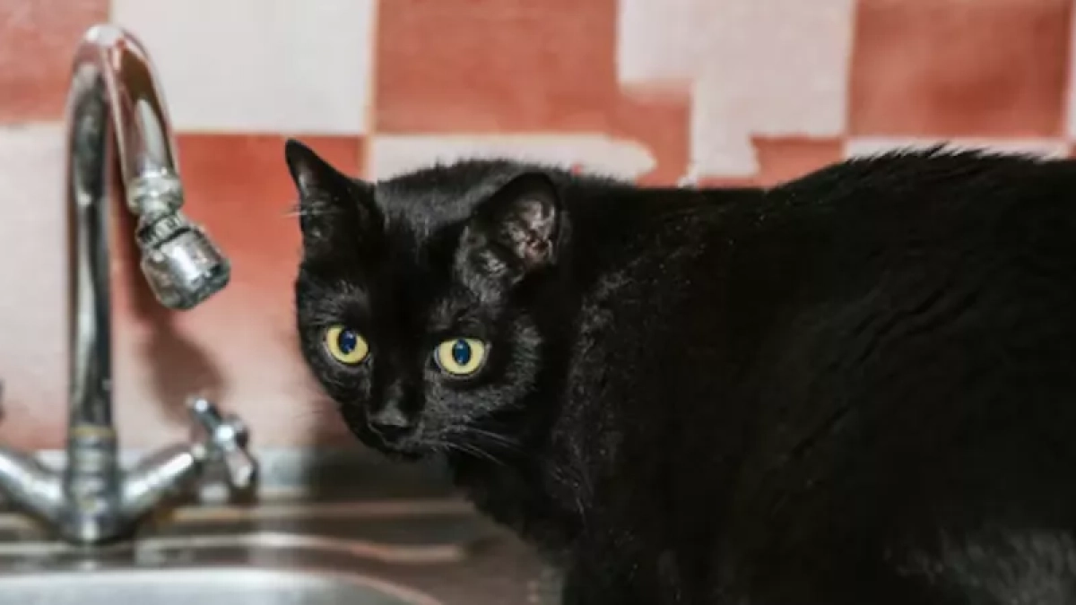 Липецкий водоканал перекроет воду сразу на трёх улицах