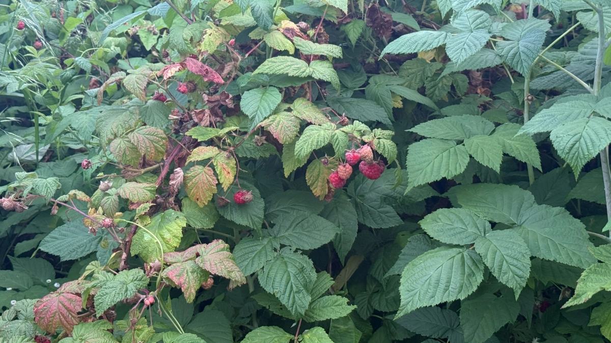 Малине весной – первым делом: угождаю кустарнику до лета, чтобы он угодил мне урожаем