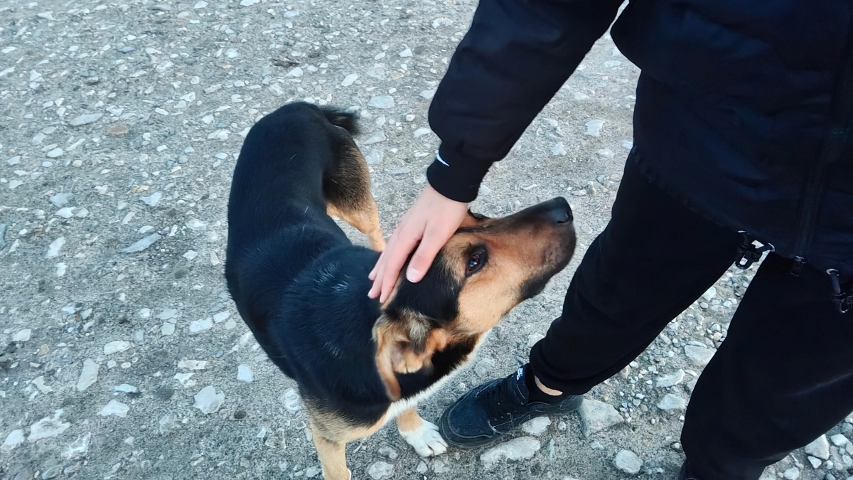 Прокуратура Ельца потребовала компенсацию за нападение бродячей собаки