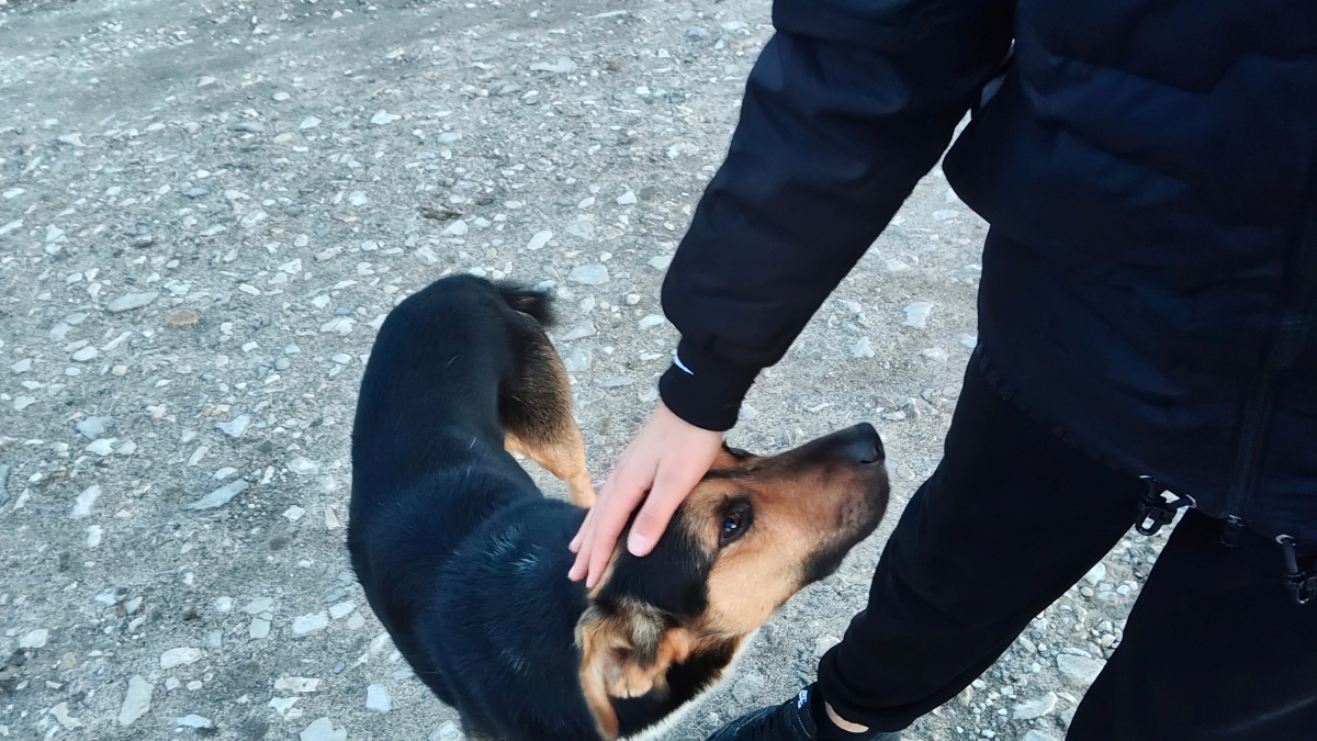 Отдых с питомцем станет дешевле: предложили убрать ежесуточную плату за животных в отелях