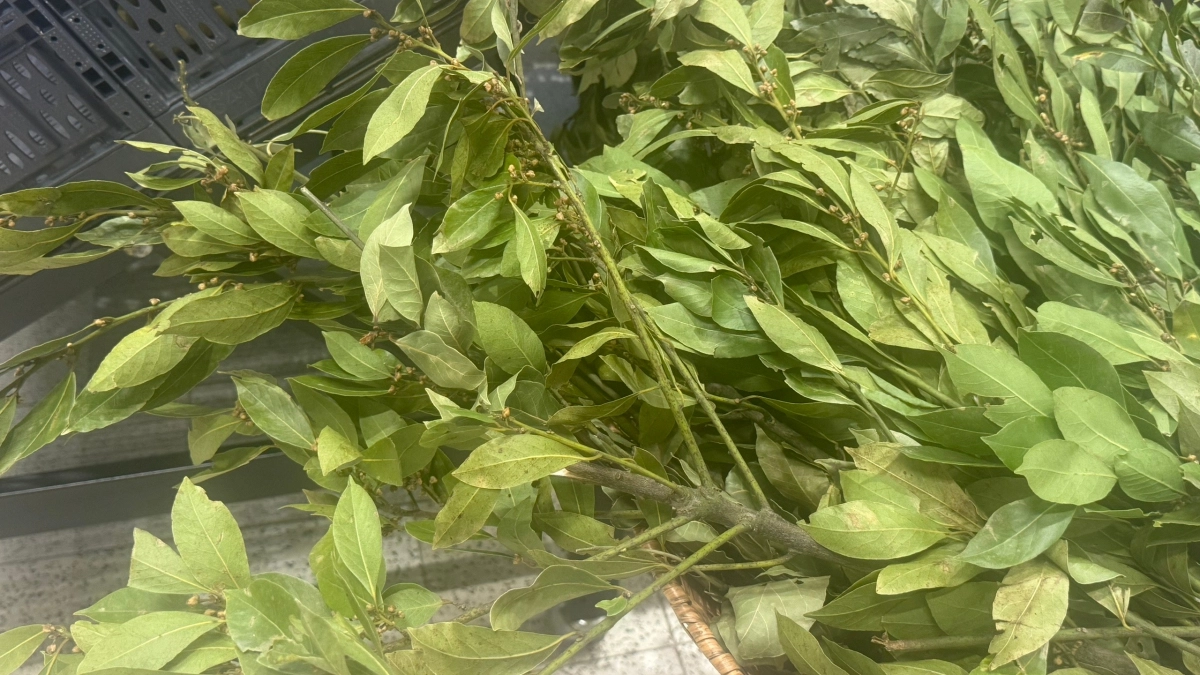 Дома вечерами всегда поджигаю лавровый лист: хитрость предков помогает до сих пор