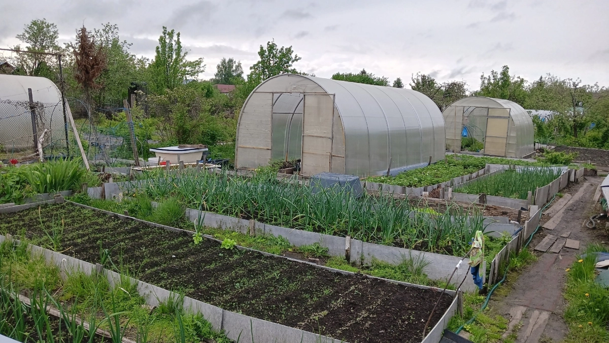 Химия не понадобится: обычная крупа за копейки поможет выгнать муравьёв и клещей с участка – забудете об их существовании