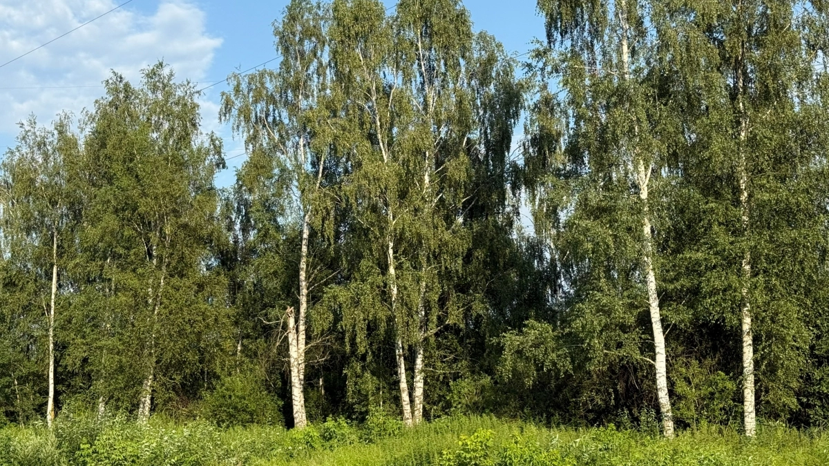 Клещи ненавидят этот запах: дешёвое средство за 45 рублей - лучше любого репеллента