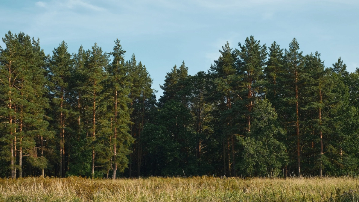В липецкие лесхозы поступили 210 тысяч сеянцев сосны с закрытой корневой системой