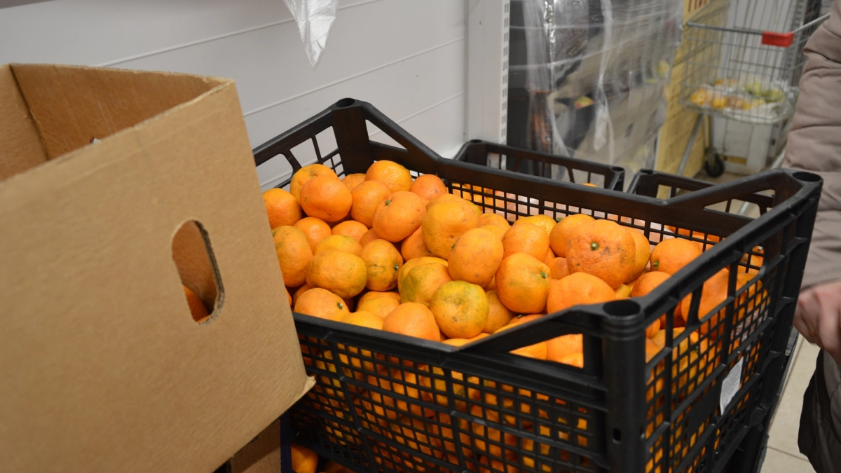 «Пусть лучше сгниют на ветке»: владелец сада в Абхазии рассказал, почему качественные мандарины не везут в Россию