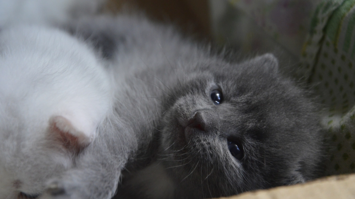 Вот почему кошки топчутся на месте: что на самом деле скрывает эта милая привычка