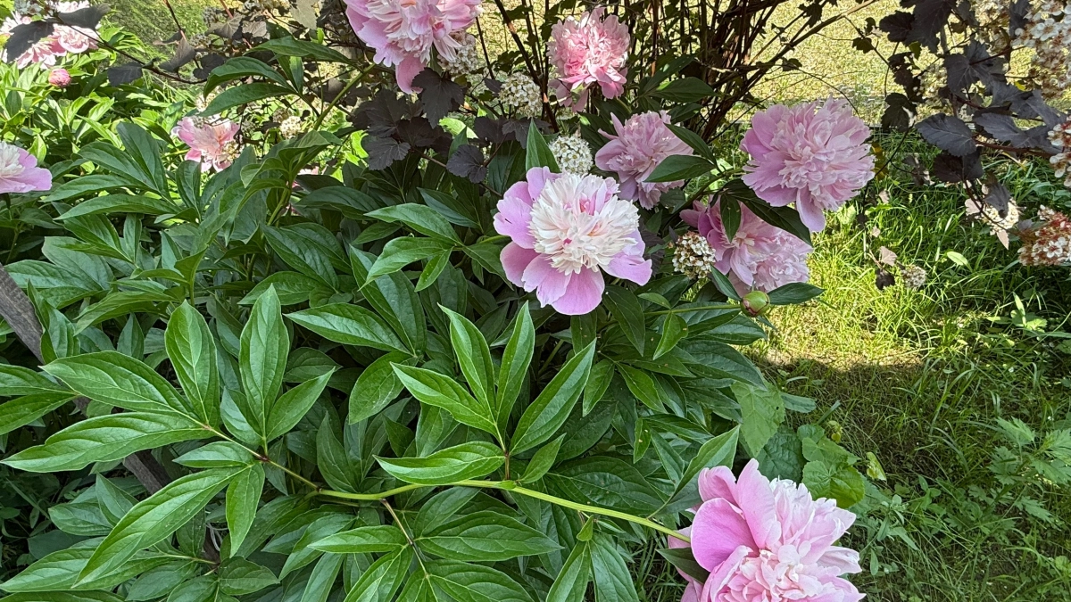 Бросьте семена в грунт в апреле — в июне участок покроется махровыми куполами, похожими на пионы-миниатюры