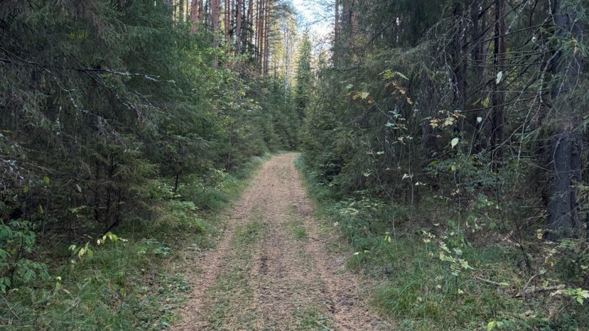 Клещи мрут на раз-два: это копеечное средство помогает лучше магазинных аэрозолей