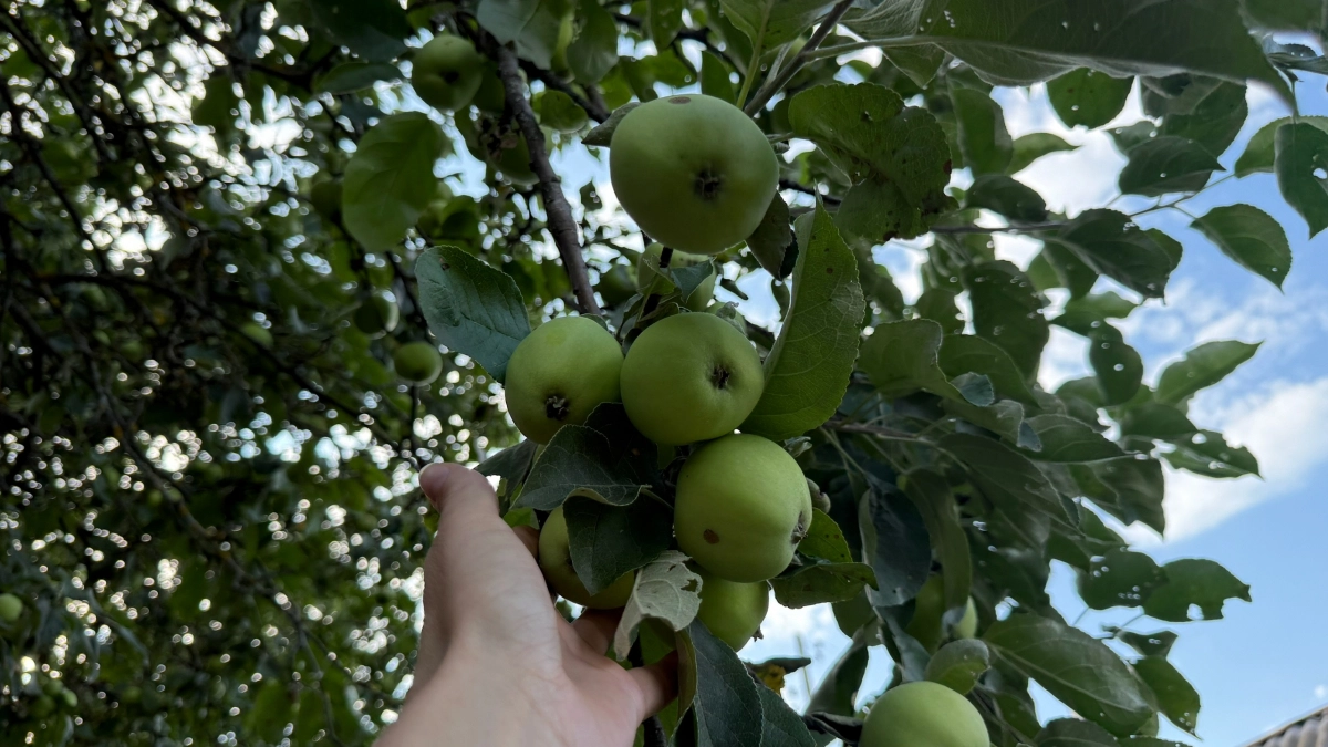 В апреле вяжу на стволы яблонь ленты: муравьи с тлёй убегают на соседний участок за 2 дня