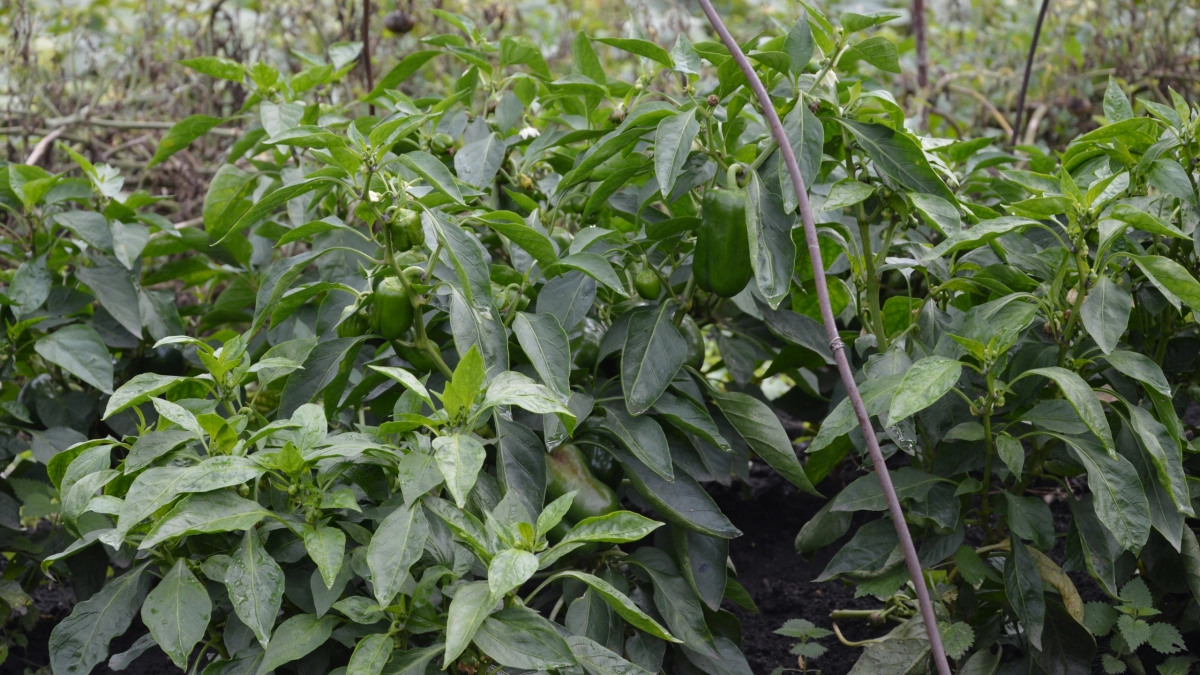 Больше никакой фитофторы: пара простых дел в теплице — и томаты родятся на загляденье