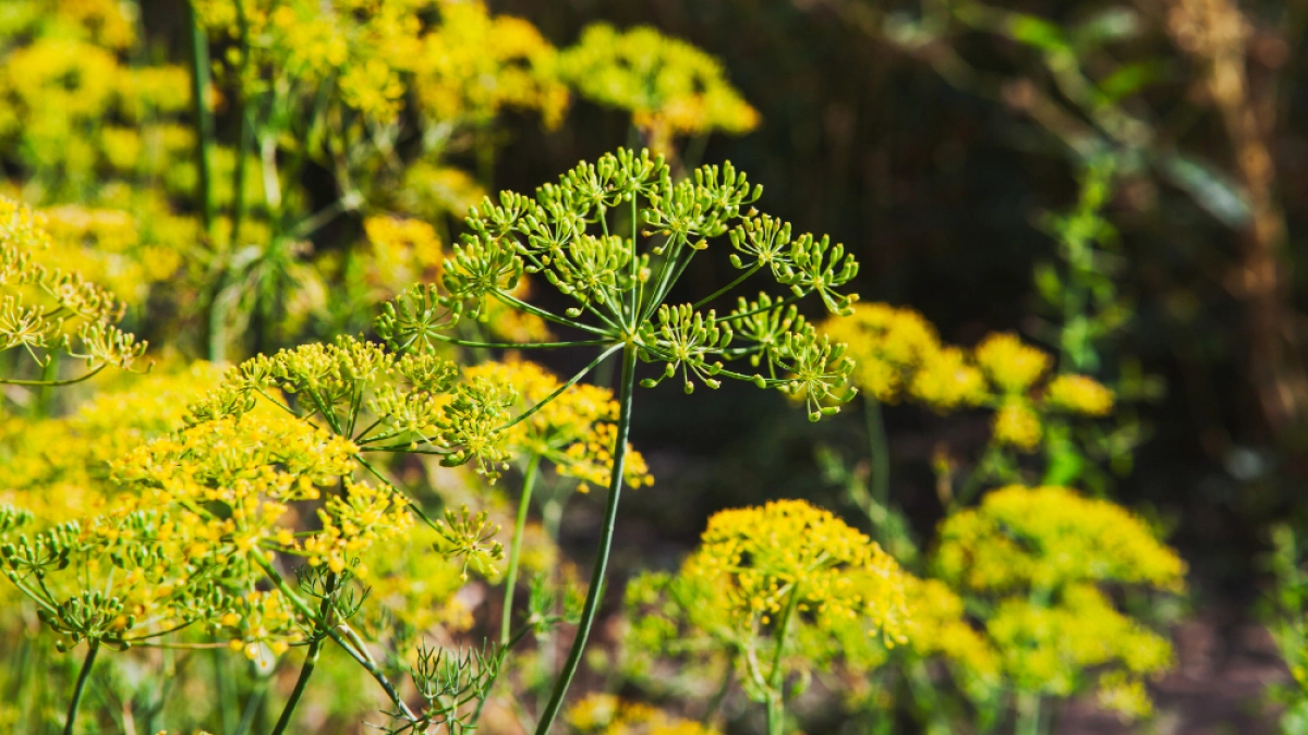 Липецким землевладельцам грозит изъятие участков за борщевик и клён