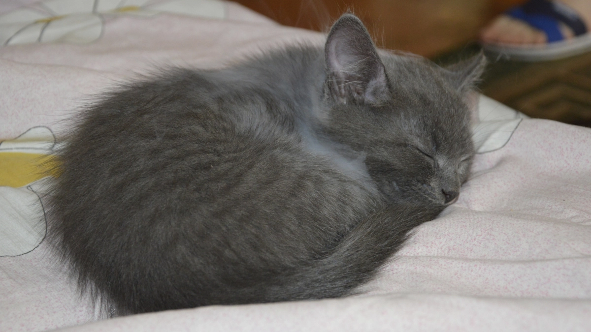 Тихие, спокойные и не портят мебель: 5 пород кошек, которые идеально подходят для квартиры