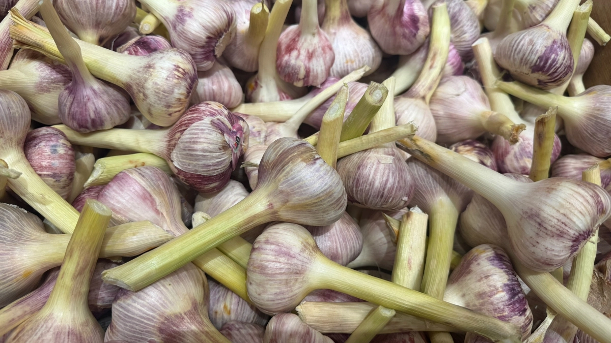 2 столовые ложки на 1 кв.метр - чеснок вырастает с кулак, перья ярко-зеленые: точная схема подкормки