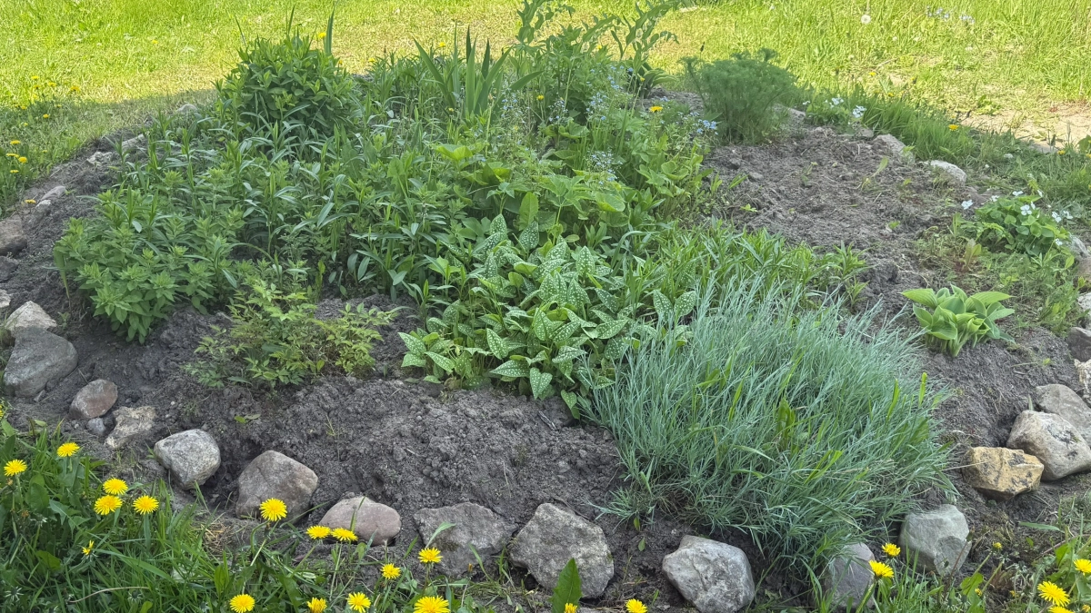 Вот что посадить на даче от клещей: растения вместо химозных репеллентов для защиты участка