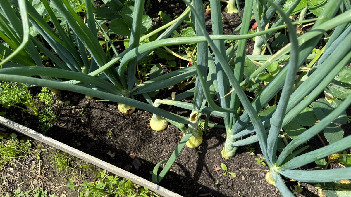 Лук растёт без стрелок и с кулак: вот что нужно сделать перед посадкой 