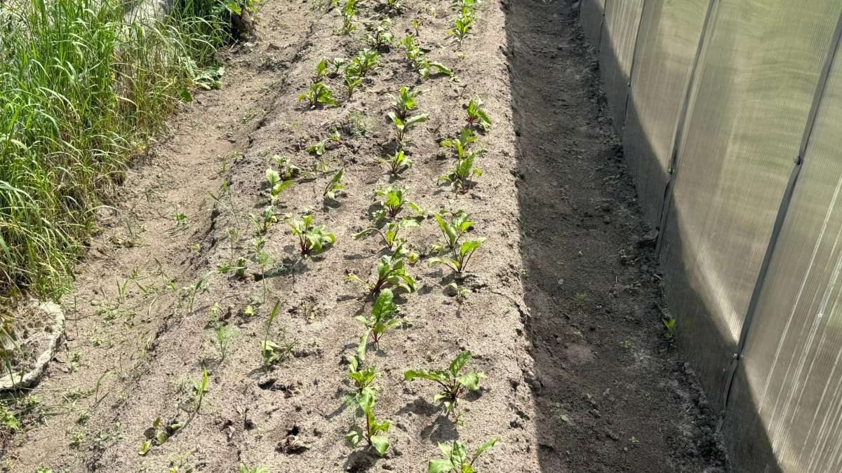 Один пакетик вместо тонны навоза: как превратить грядку в легкий и рыхлый грунт без возни и трат