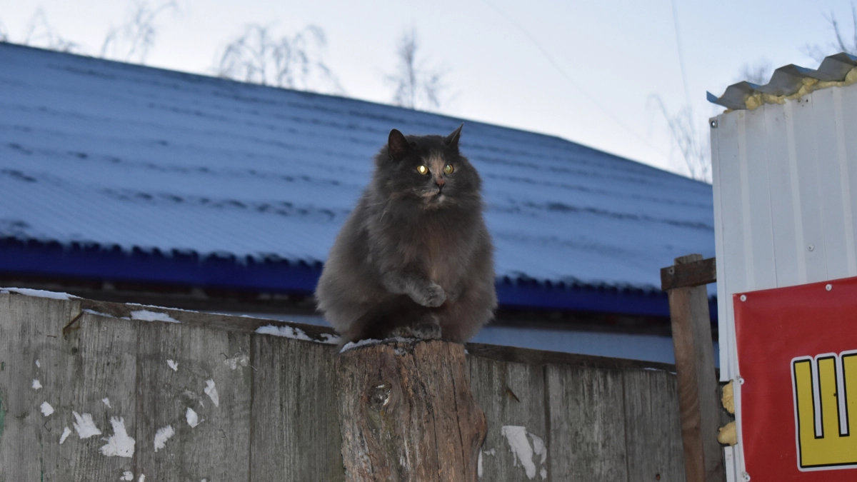 Кошки, которым плевать на овчарку: 4 породы с железными нервами и любовью к собакам