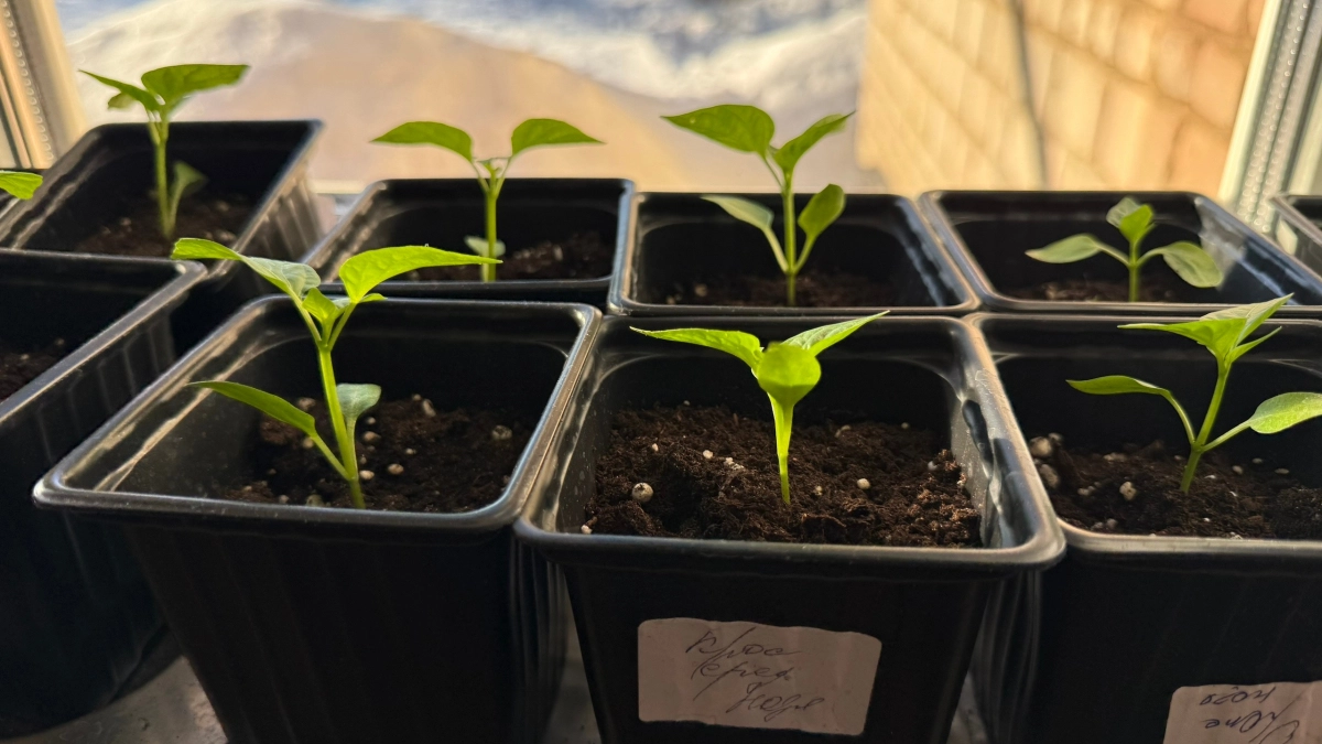 Рассада поперла как бешеная после этой подкормки: корни не помещаются в стакан, стебель толщиной с палец