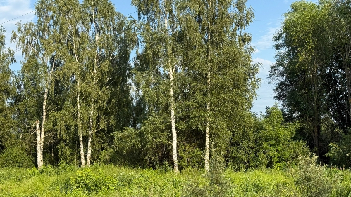 Весной 2 капли на одежду для защиты от клещей: защищают целый день, безопасны для детей