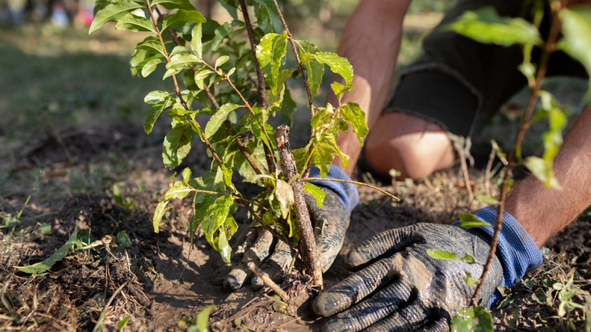 Липецкие волонтёры высадили миллион деревьев в «Саду памяти»