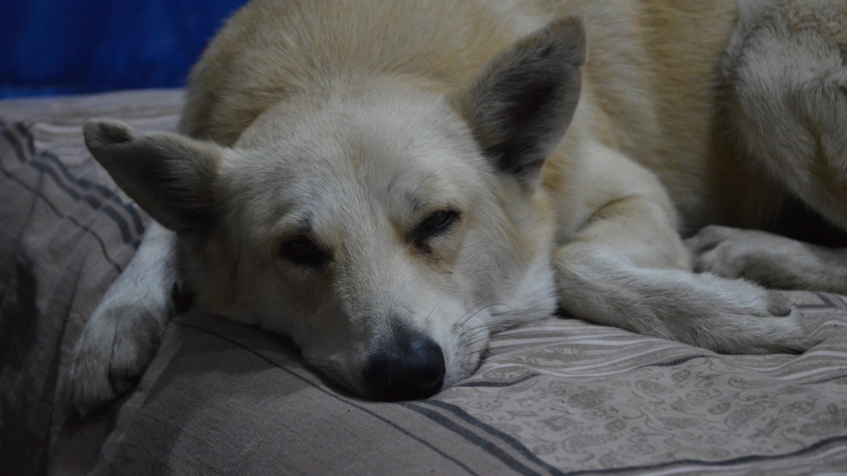 6 надёжных пород собак для охраны частного дома — сделайте правильный выбор