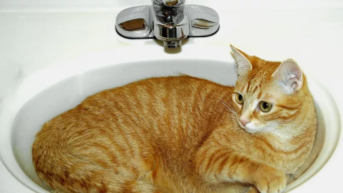 РВК-Липецк перекроет воду на нескольких улицах города