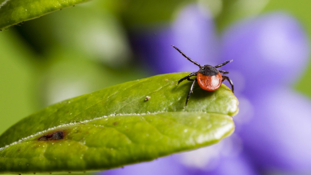 Восемь парков Липецка уже прошли противоклещевую обработку