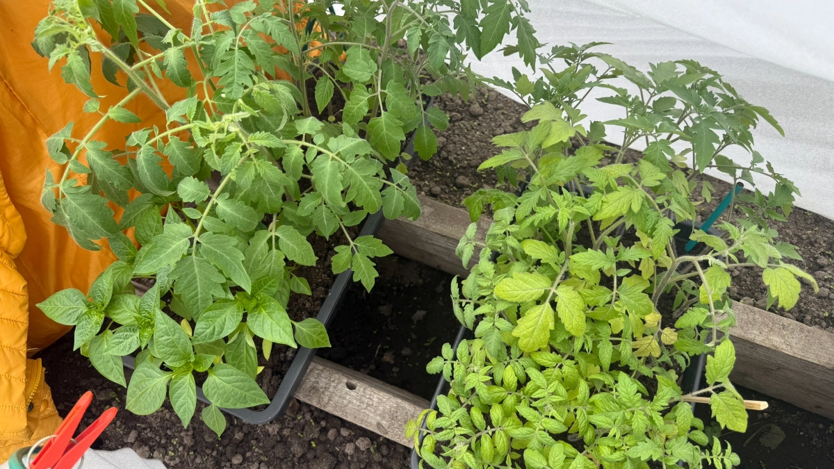 1 таблетка на литр воды: бюджетная и очень эффективная подкормка для рассады помидоров — вот что помогает им расти здоровыми и крепкими