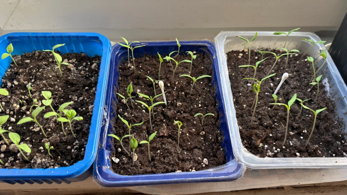 1 таблетка из аптеки на литр воды: рассада стала крепкой, толстой и длинной – работает на 100%