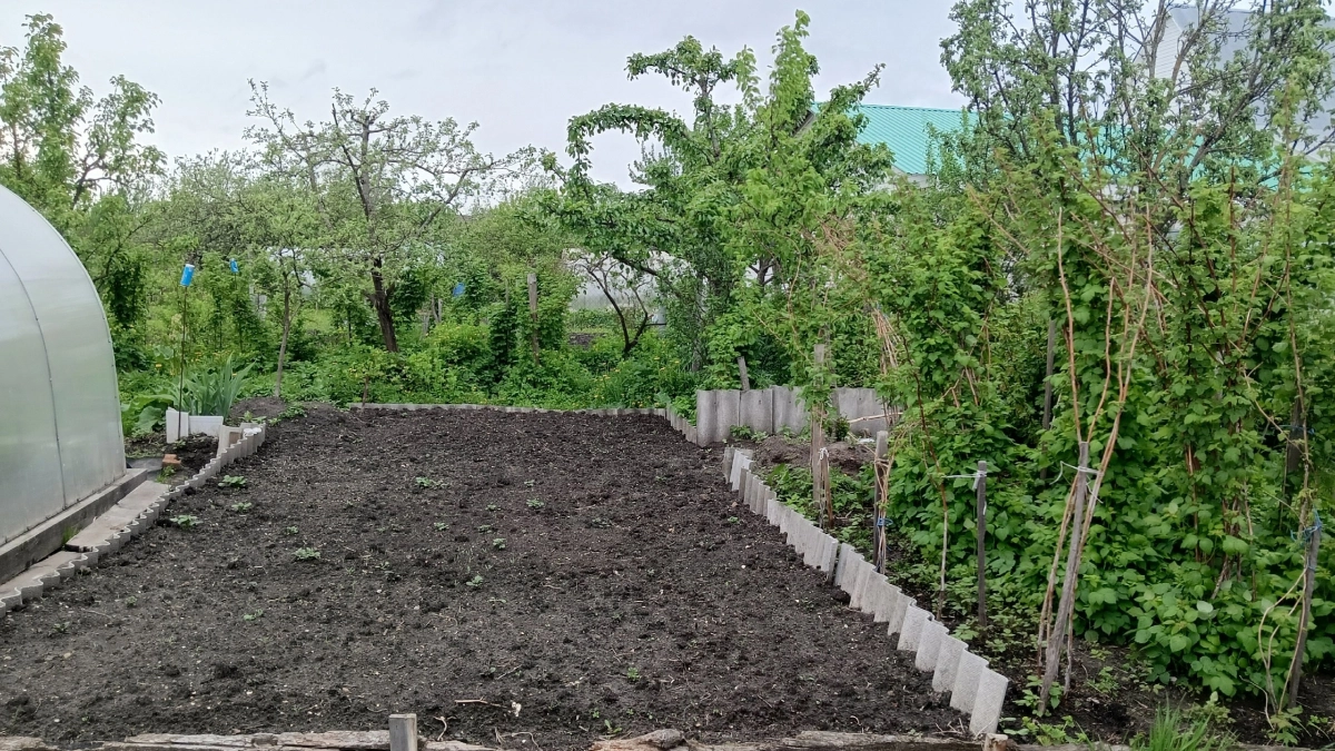 Ветки от деревьев не сжигаю и не выбрасываю: вот как применяю в огороде — 3 рабочих лайфхака для дров, мульчи и тёплых грядок