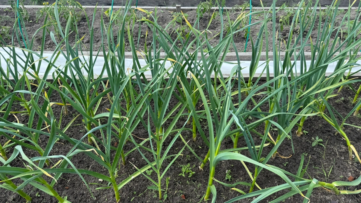 Садовод объяснил, можно ли поливать озимый чеснок нашатырным спиртом ранней весной