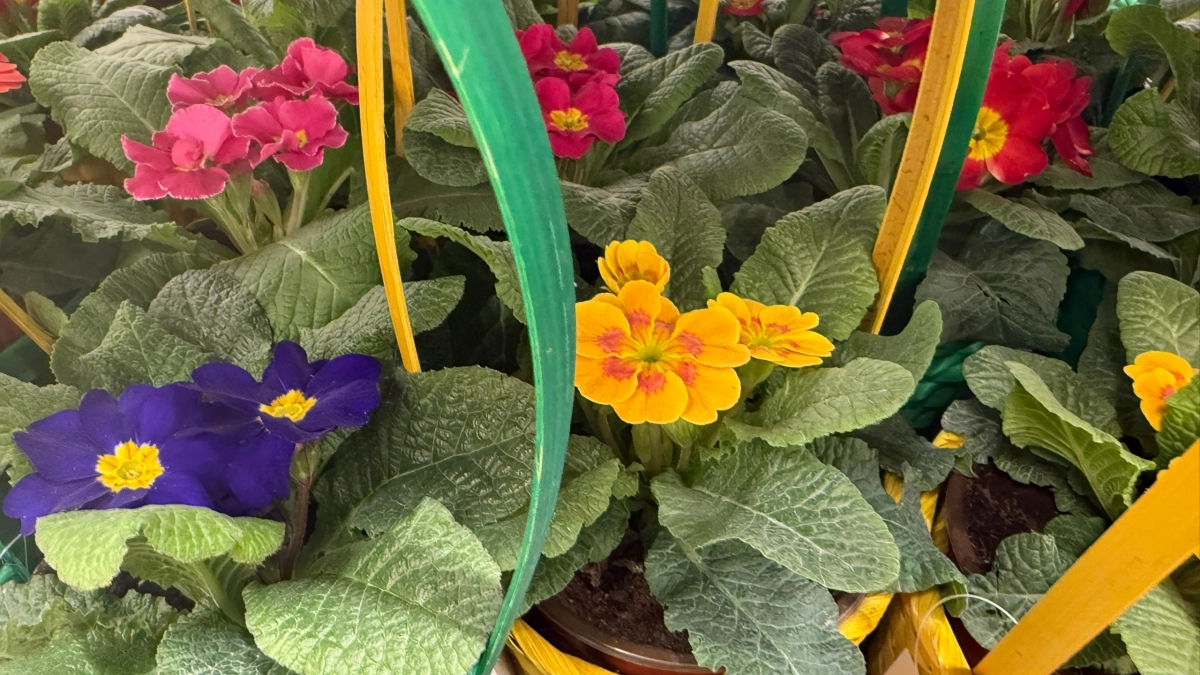 1 чайная ложка на литр воды - и умирающий цветок за ночь становится пышным кустом: проверенный лайфхак