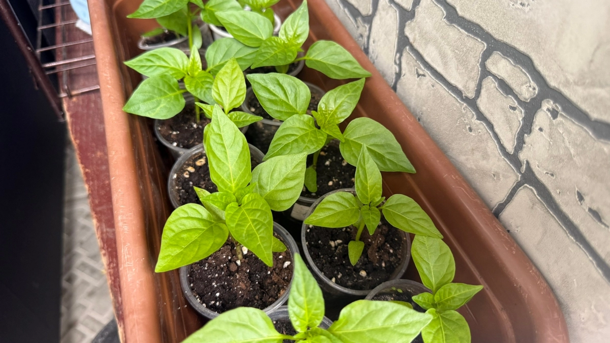 Рассада укрепится мигом: 2 таблетки на 1 литр - и перцы с томатами станут мощными и стойкими