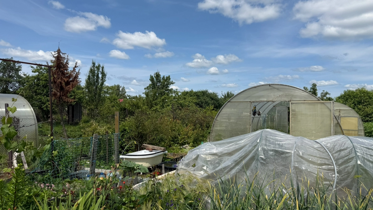 Не варю и не замачиваю: рассыпаю эту крупу по дорожкам – муравьи уходят за день: специальные средства больше не покупаю