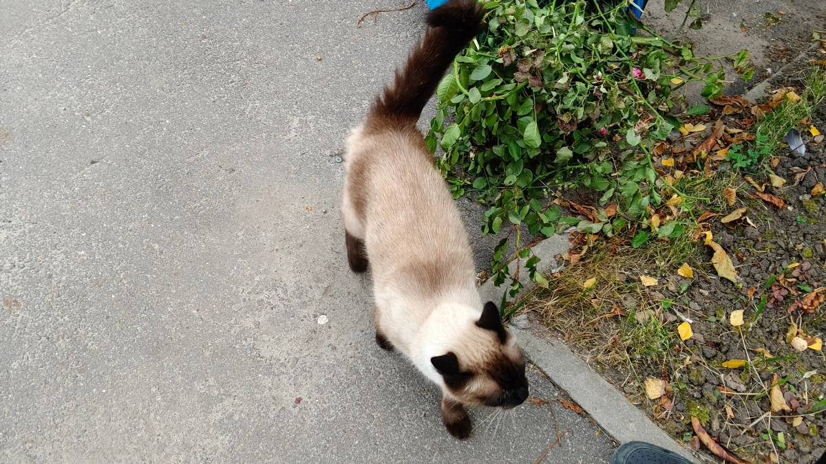 Не помощь, а проблема: ветеринар объяснил, какую главную ошибку допускают при кормлении бездомных животных