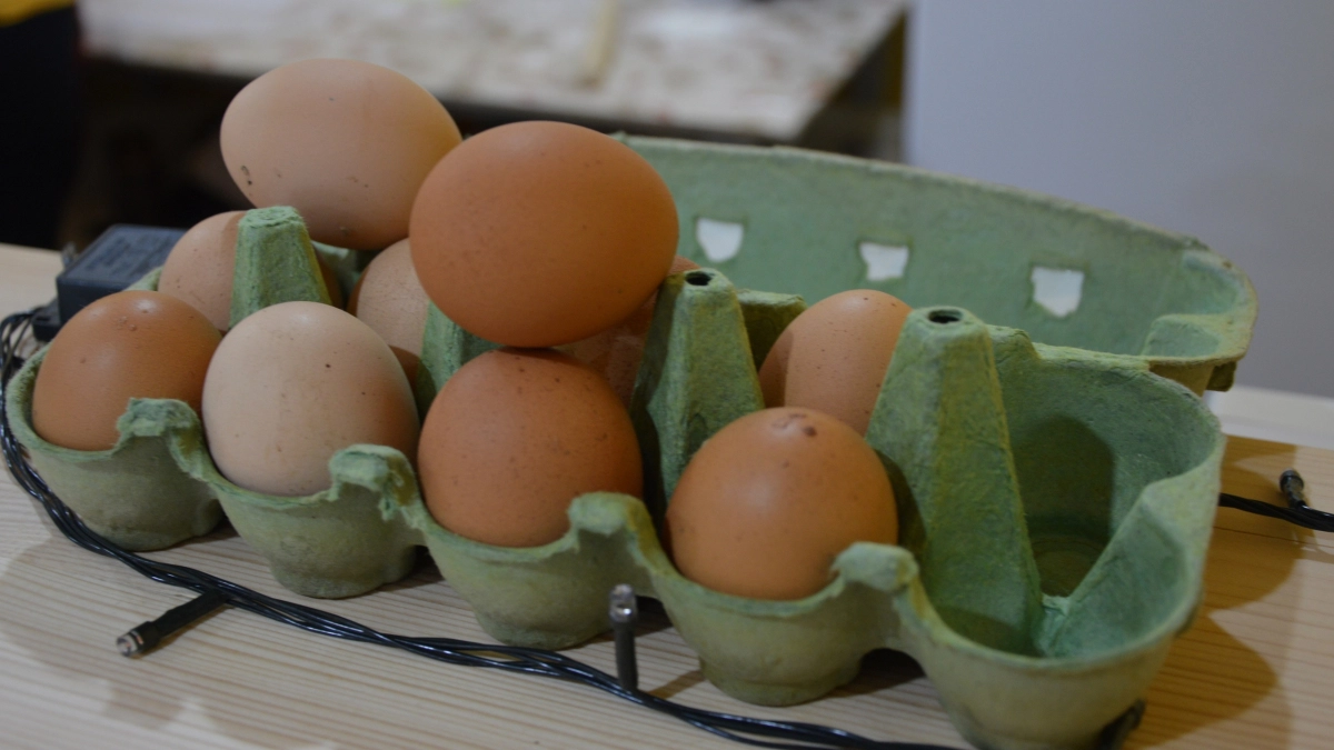 Лотки из-под яиц больше не выбрасываю: приспособила их в хозяйстве — теперь в прихожей сухо и чисто