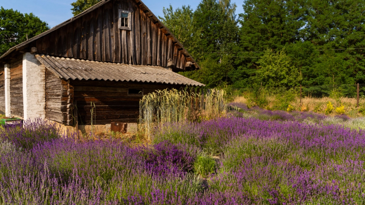 Липецким дачникам упростят подключение газа в СНТ