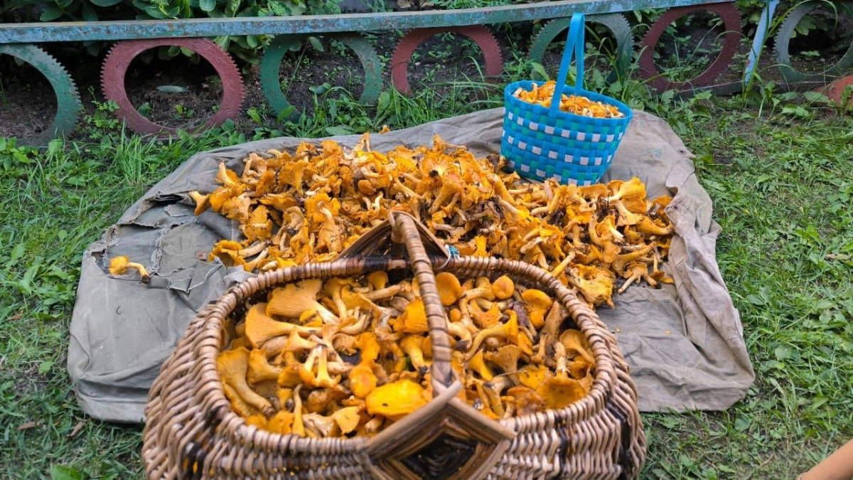 Россиян предупредили о миллионных штрафах и тюремных сроках за сбор грибов: кого коснутся новые правила