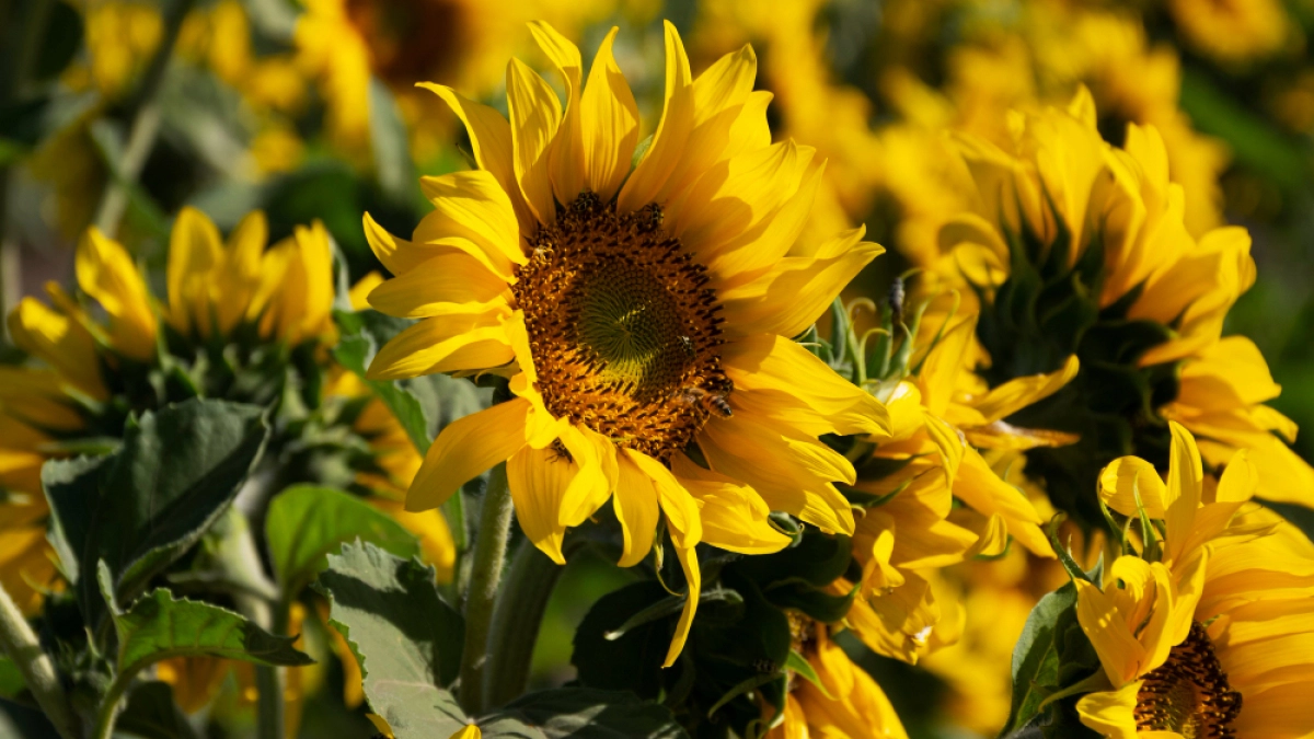 Липецкие аграрии начали сев масличных культур