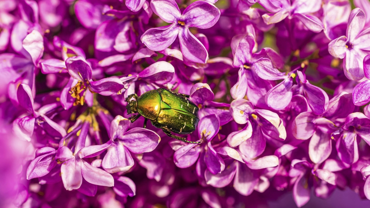 Юбилейный фестиваль сирени пройдёт в Становлянском дендропарке 16 мая