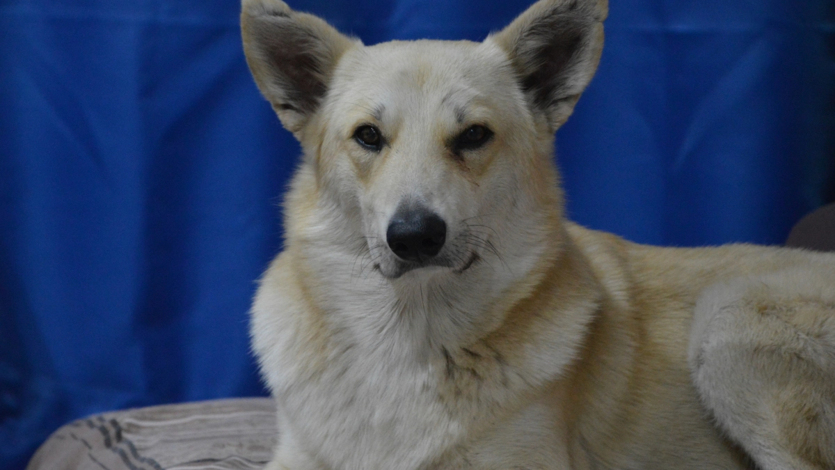 Породы собак, которые мало лают: топ-10 вариантов для жизни в многоквартирном доме