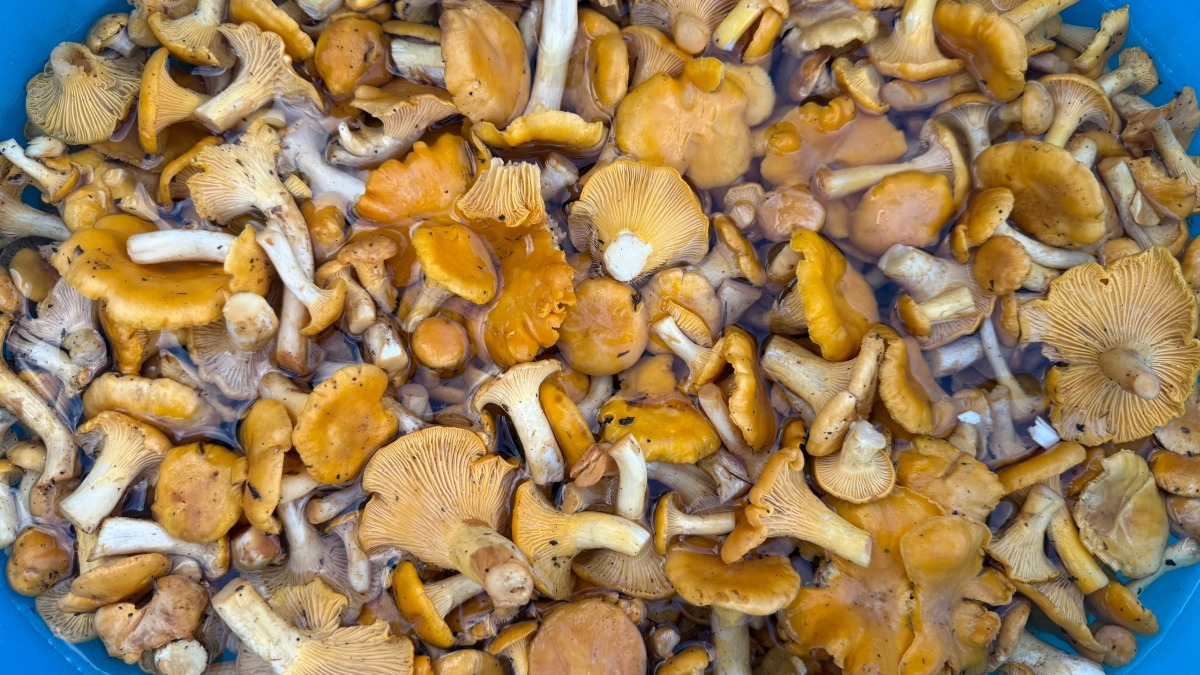 Поход за грибами, который может стоить квартиры: что изменилось в правилах в 2026 году