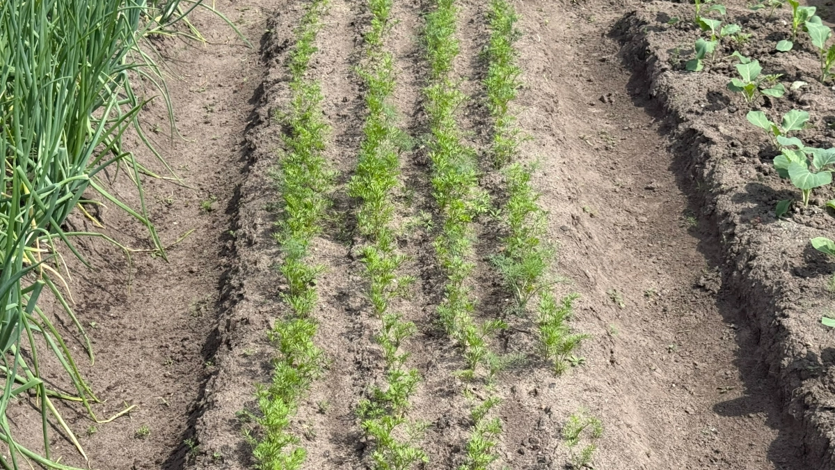 Кошки больше не устраивают туалет из грядки: помогла обычная специя из кухонного шкафа 