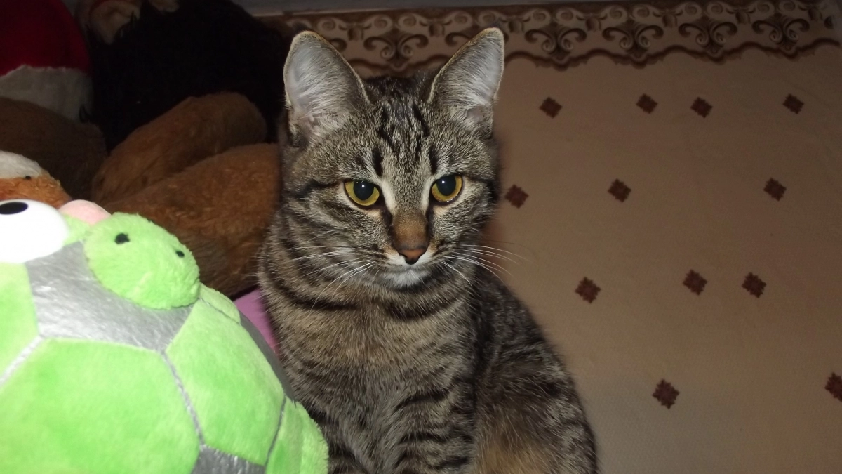 Дружат с собаками и не боятся гавканья: 4 породы кошек с крепкой психикой — хоть добермана берите