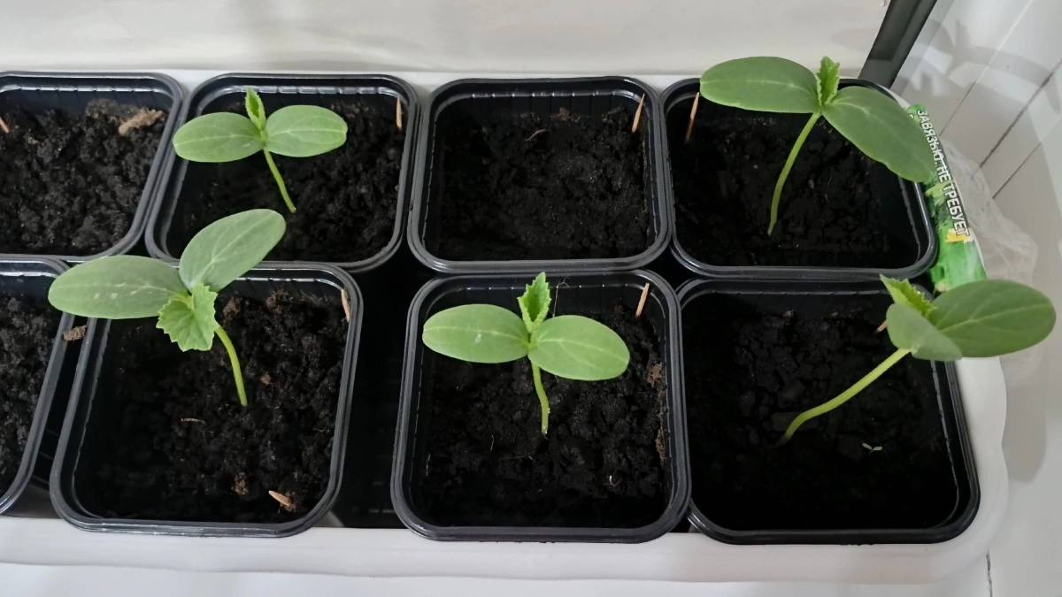 1 таблетки на 1 литр – и рассада крепнет на глазах: и перцы с томатами станут мощными и стойкими