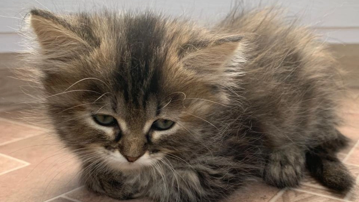 Самые прилипчивые кошки: 10 пород, которые очень привязаны к своим хозяевам