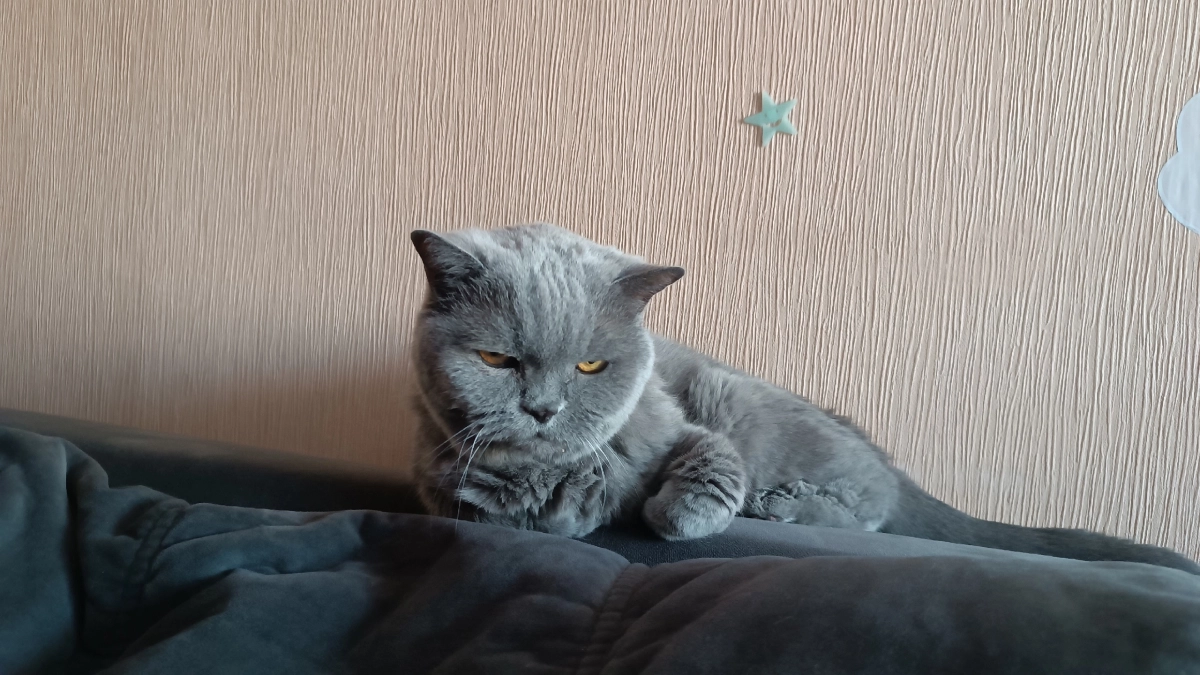 Какую кошку вы выбрали: 5 популярных пород, которые говорят о характере хозяина
