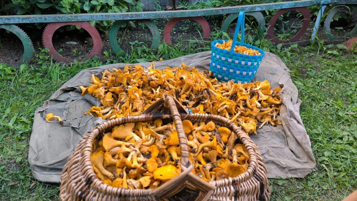 Не только рыжики и лисички: 4 вкусных и съедобных гриба, которые в России собирают единицы, а зря