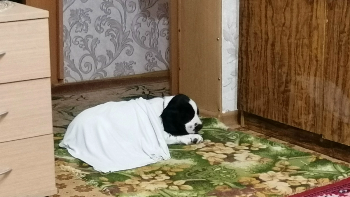 Неожиданный результат опроса: какие породы собак молодежь предпочитает дизайнерским метисам